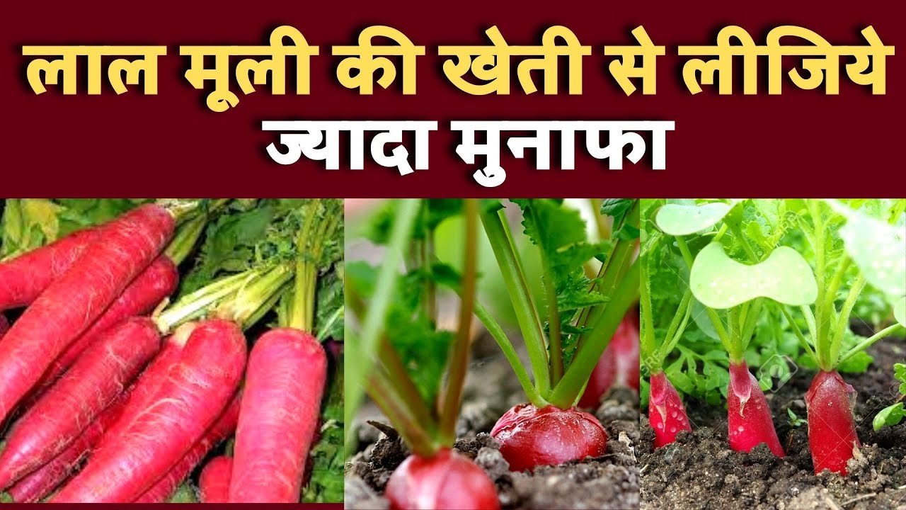 लाल मूली की खेती से लीजिये ज्यादा मुनाफा || Red radish cultivation will bring more profits