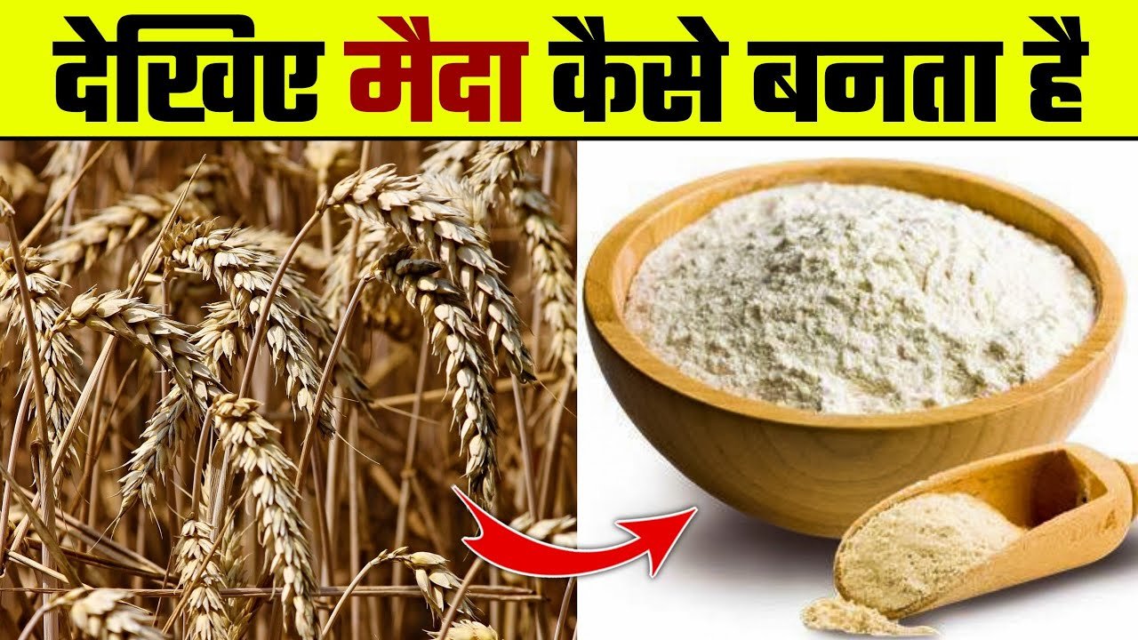 देखिए मैदा कैसे बनता है | Maida Kaise Banta hai | Maida Kis Chij se Banta hai | Flour Making