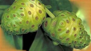 know-what-is-noni-fruit-know-what-is-noni-fruit-know-its-benefits-here