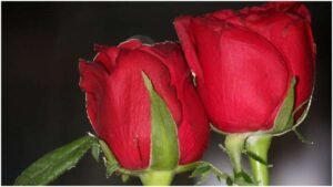 rose-day-2021-give-this-colored-rose-to-your-girlfriend-on-rose-day