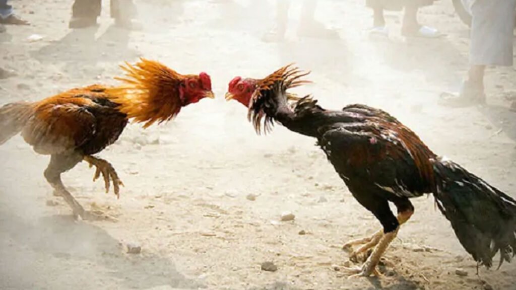 roosters-put-behind-bars-by-khammam-police-in-telangana