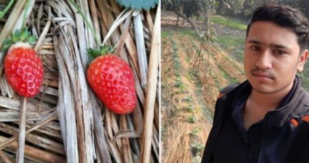 eklavya-kaushik-strawberry-farming