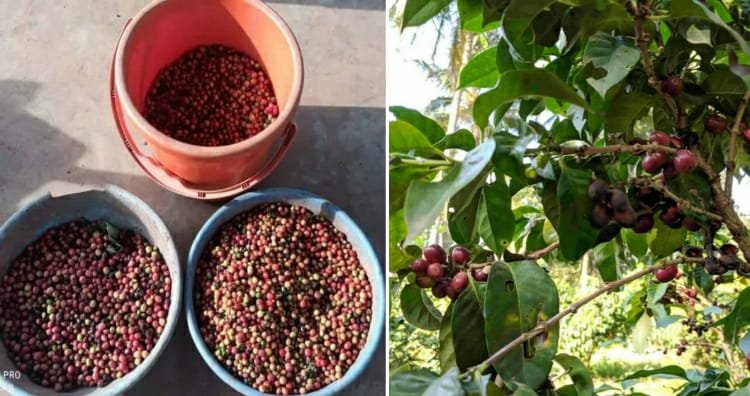 coffee-farming-in-chhattisgarh