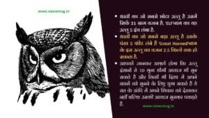 amazing-facts-about-owl-in-hindi