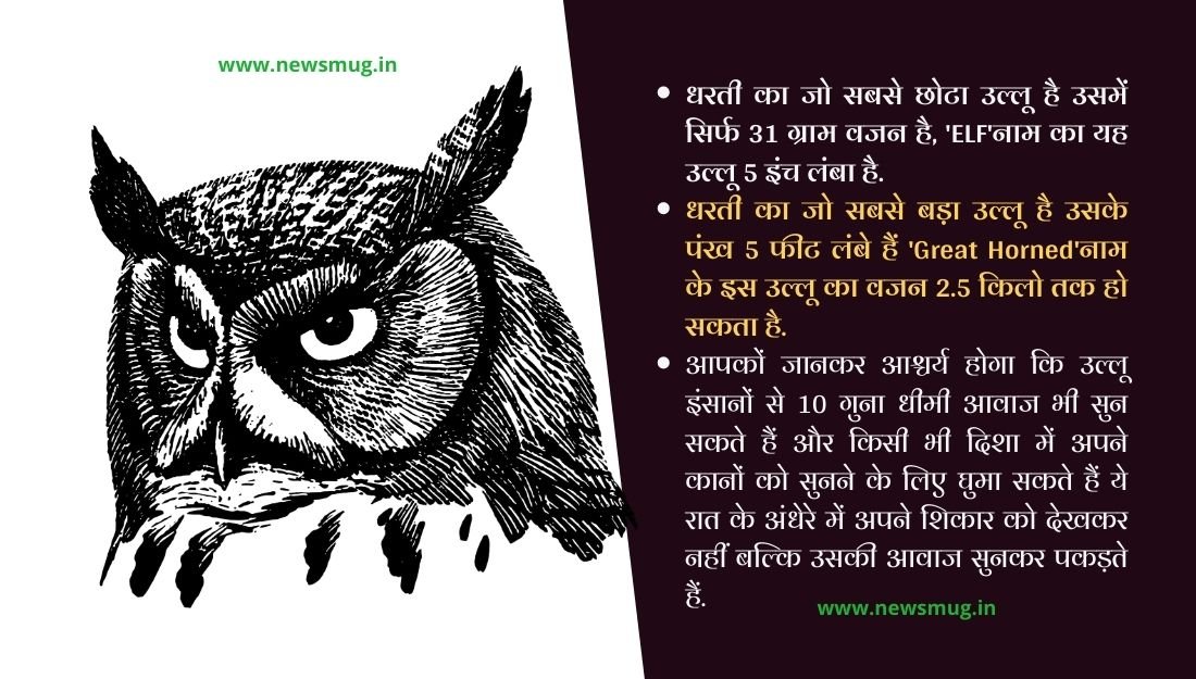 owl bird in hindi essay