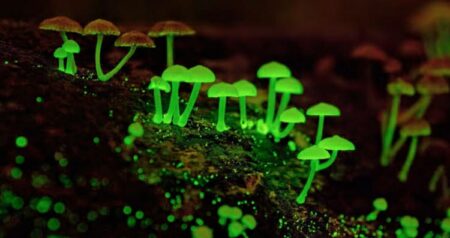 electric-mushroom-in-meghalaya