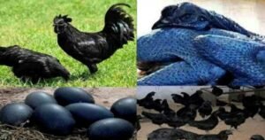 so-much-demand-in-the-market-of-kadaknath-chicken