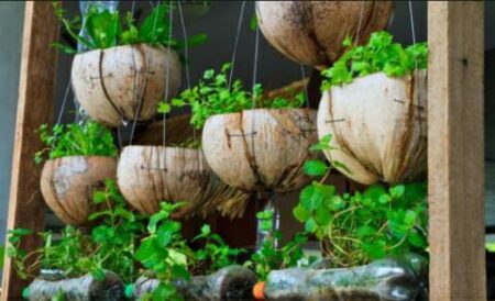 वन विभाग ने शुरू की शहर को प्लास्टिक फ्री बनाने की मुहिम forest-department-has-grown-plants-in-coconut-shell