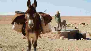 donkey-milk-dairy-in-gujarat