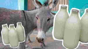 donkey-milk-dairy-in-gujarat