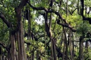 these-5-trees-generate-most-oxygen