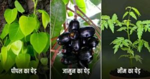 these-5-trees-generate-most-oxygen