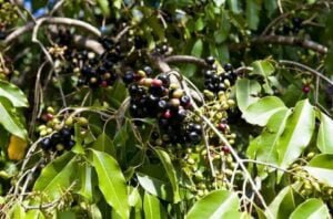 these-5-trees-generate-most-oxygen