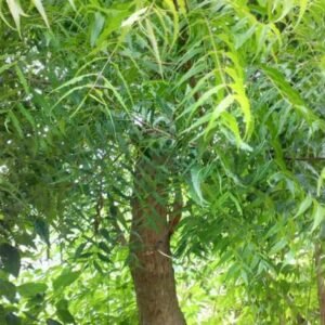 these-5-trees-generate-most-oxygen