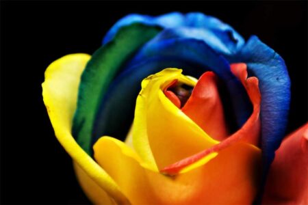 rose-species-colours-benefits-uses