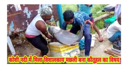 saharsa-the-35-kg-katla-reached-the-fish-market-became-a-matter-of-curiosity