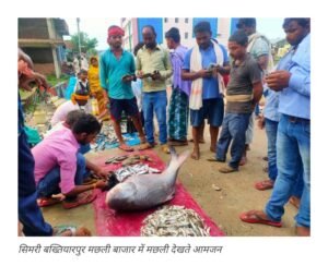 saharsa-the-35-kg-katla-reached-the-fish-market-became-a-matter-of-curiosity