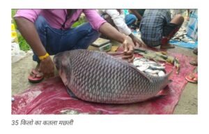 saharsa-the-35-kg-katla-reached-the-fish-market-became-a-matter-of-curiosity