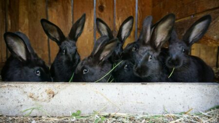 Rabbit Vastu Tips: खरगोश पालना हैं शुभ, जानें फायदों के बारे में
