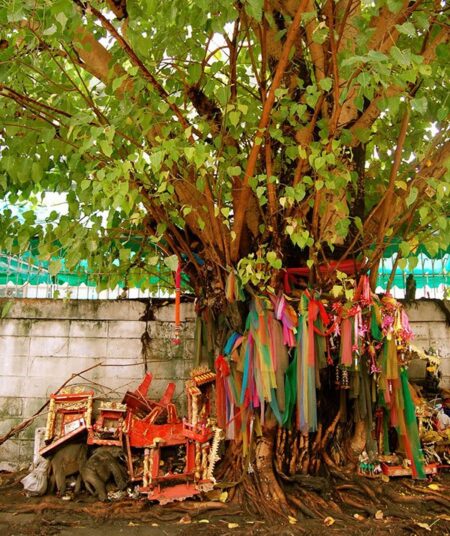 peepal-ped-ki-puja-ke-upay-by-doing-these-upay-know-here-the-rules