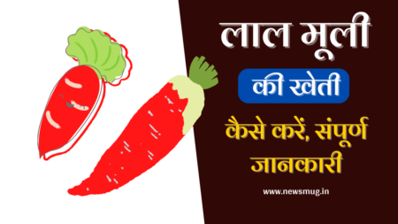 Lal Mooli (Red Radish) Ki Kheti Kaise Kare – लाल मूली की खेती कैसे करें lal-mooli-red-radish-ki-kheti-kaise-kare-in-hindi