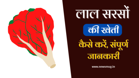 Lal Sarso (Red Mustard) Ki Kheti Kaise Kare – लाल सरसों की खेती lal-sarso-red-mustard-ki-kheti-kaise-kare-in-hindi