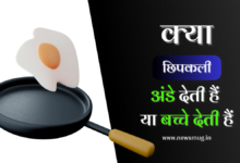 kya-chipkali-ande-deti-hai