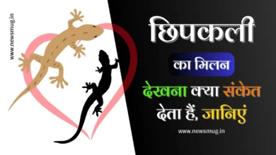chipkali-ka-milan-dekhna