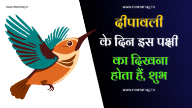 see-special-bird-on-the-day-of-diwali