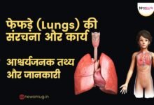 human lungs