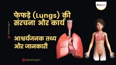human lungs