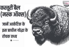कस्तूरी बैल के रोचक तथ्य