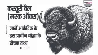 कस्तूरी बैल के रोचक तथ्य