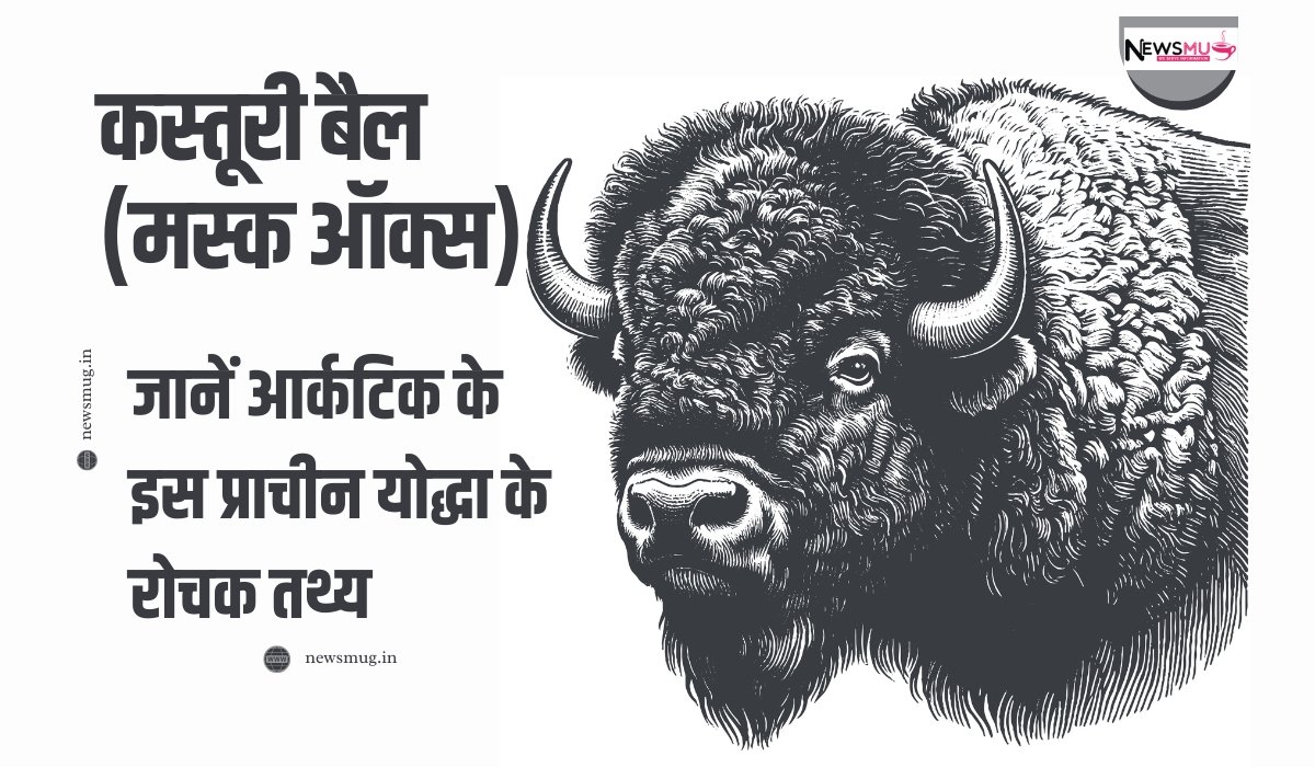 कस्तूरी बैल (मस्क ऑक्स): जानें आर्कटिक के इस प्राचीन योद्धा के रोचक तथ्य — News Mug कस्तूरी बैल के रोचक तथ्य