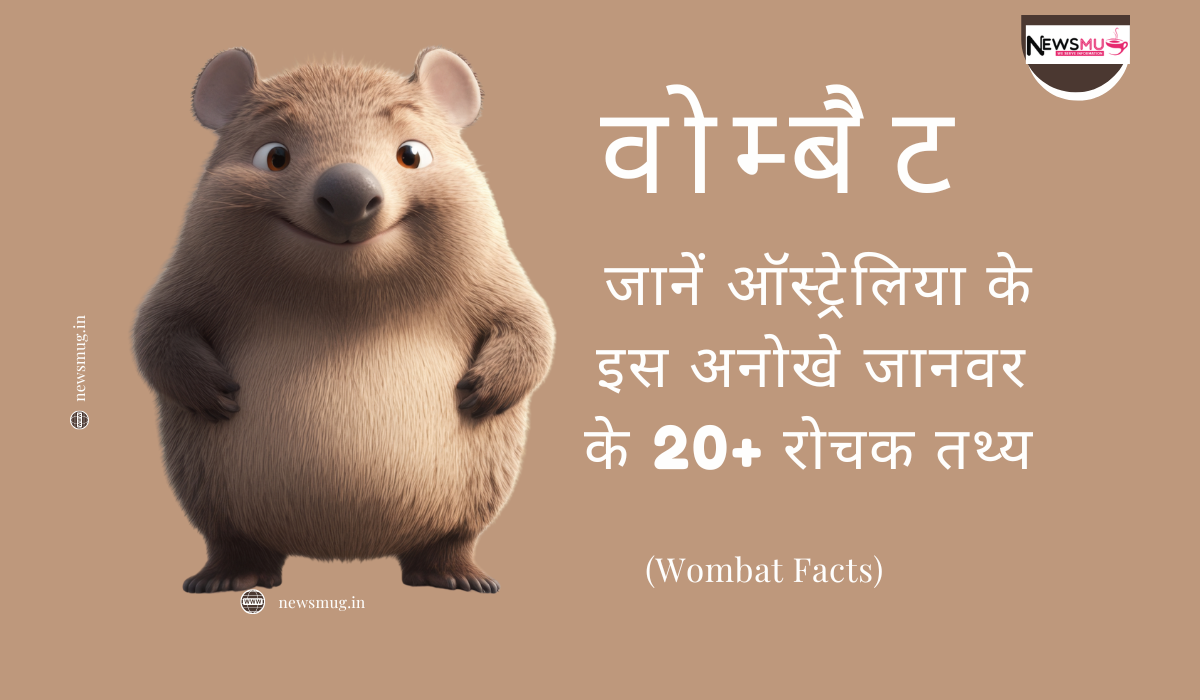 वोम्बैट: जानें ऑस्ट्रेलिया के इस अनोखे जानवर के 20+ रोचक तथ्य (Wombat Facts) — News Mug वोम्बैट के रोचक तथ्य
