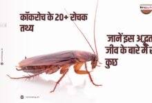 कॉकरोच के रोचक तथ्य
