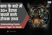30 mind blowing facts about tiger in hindi
