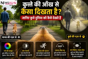 कुत्ते की आँख से दुनिया कैसी दिखाई देती होगी