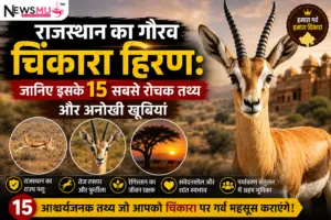 राजस्थान का गौरव चिंकारा हिरण