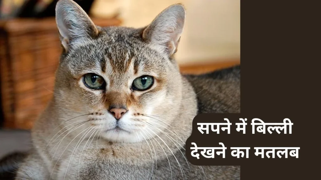Sapne me Cat Dekhna: सपने में बिल्ली देखने का क्या मतलब होता है? Sapne me Cat Dekhna