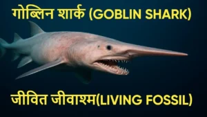 गोब्लिन शार्क क्यों कहलाती है Living Fossil? जानें रहस्य