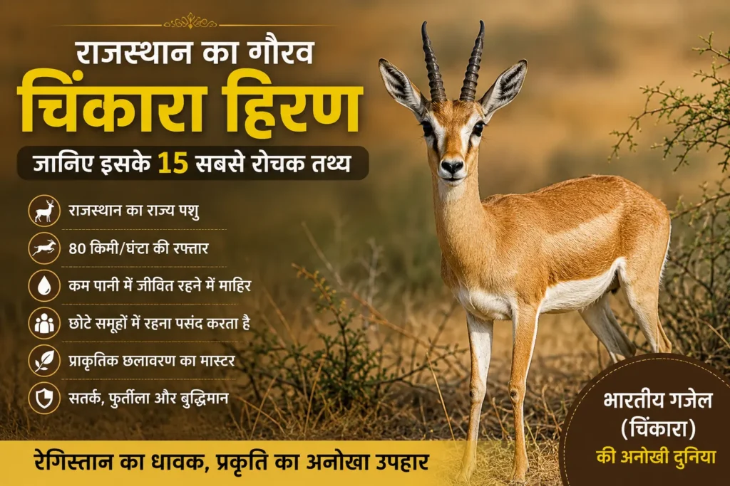 राजस्थान का गौरव चिंकारा हिरण: जानिए इसके 15 सबसे रोचक तथ्य और अनोखी खूबियां