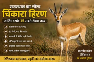 राजस्थान का गौरव चिंकारा हिरण: जानिए इसके 15 सबसे रोचक तथ्य और अनोखी खूबियां