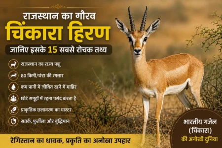 राजस्थान का गौरव चिंकारा हिरण: जानिए इसके 15 सबसे रोचक तथ्य और अनोखी खूबियां