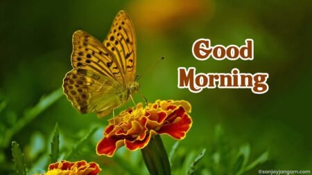 Good Morning Images | 1100+ Good Morning Pic & Photos Good Morning Images | 1100+ Good Morning Pic & Photos