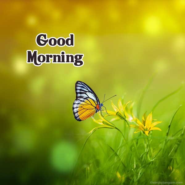 good morning 4k hd images