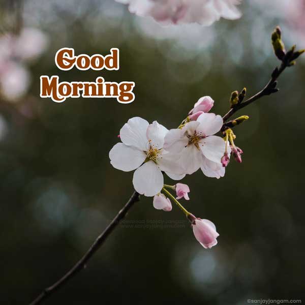 good morning flower images