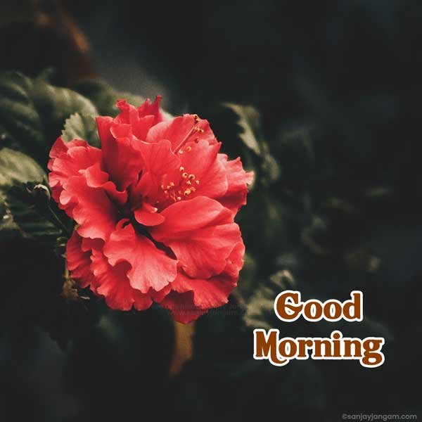 good morning images for her