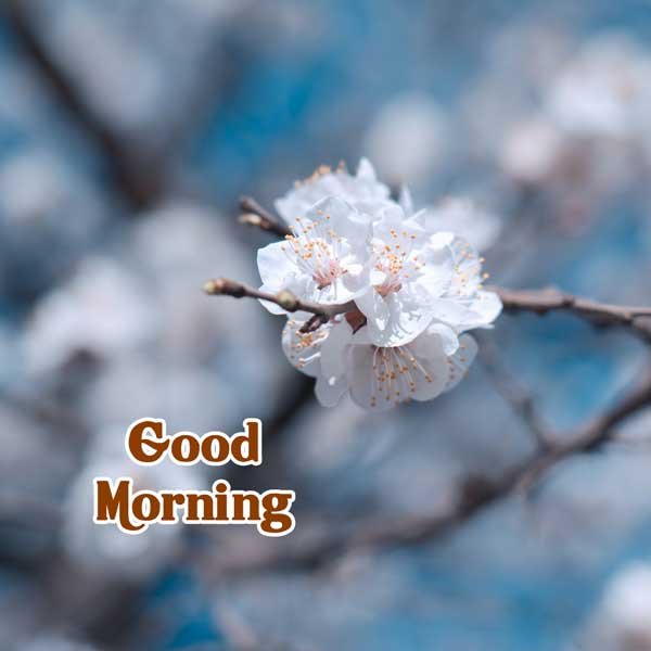 good morning images hd