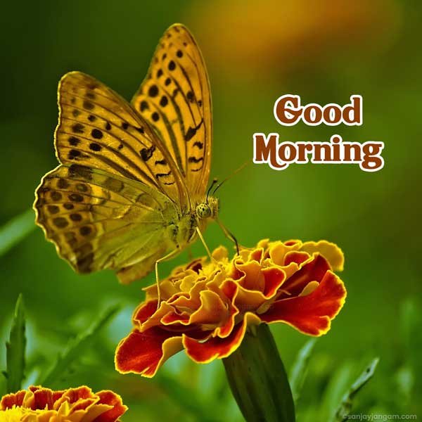 good morning images new